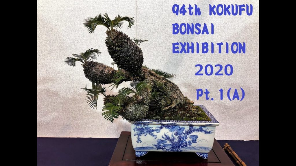 94th KOKUFU BONSAI EXHIBITION 2020 PART 1 Tokyo Feb. 8~11 (video 1/2) 第94回国風盆栽展(前期)ビデオ1/2 94th KOKUFU BONSAI EXHIBITION 2020 PART 1 Tokyo Feb. 8~11 (video 1/2) 第94回国風盆栽展(前期)ビデオ1/2