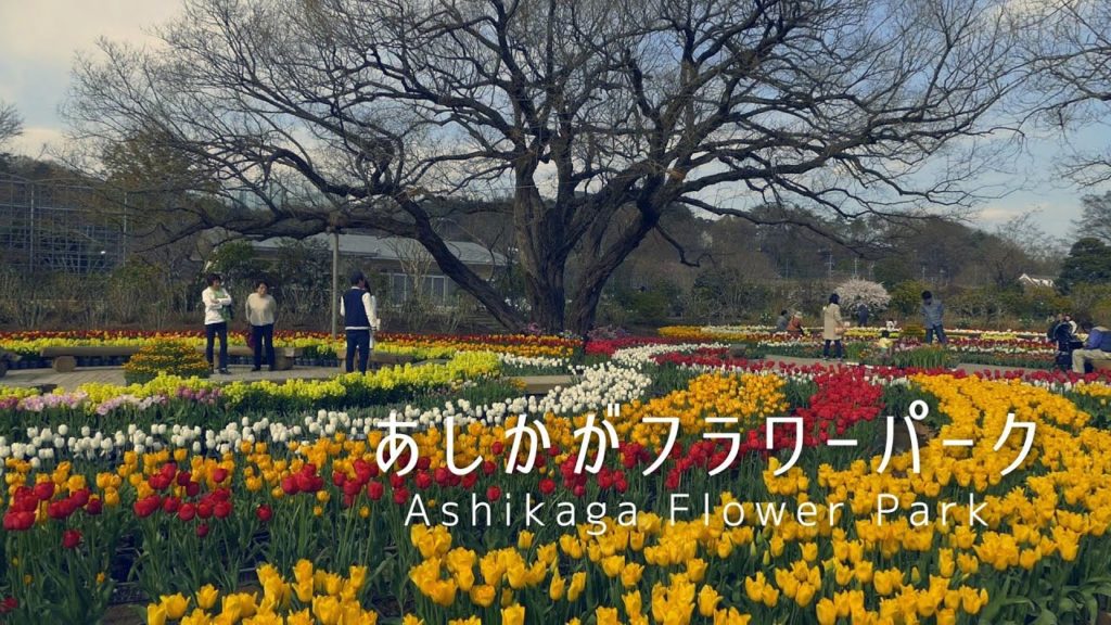 【あしかがフラワーパーク】 チューリップが見頃 2016-3-21 Lumix DMC-FZ1000 【あしかがフラワーパーク】 チューリップが見頃 2016-3-21 Lumix DMC-FZ1000
