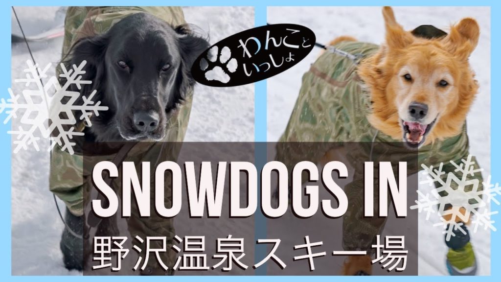 【わんこといっしょ 】2020.1 野沢温泉スキー場でスキー　Snow dogs in Nozawa Onsen Snow resort【GoPro MAX 】