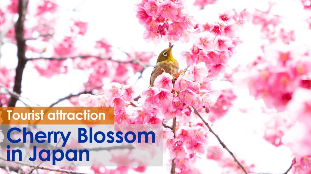 (Cherry Blossom Japan 2020) Ebara-jinja Shrine KanhiSakura 4K HDR #荏原神社 #寒緋桜