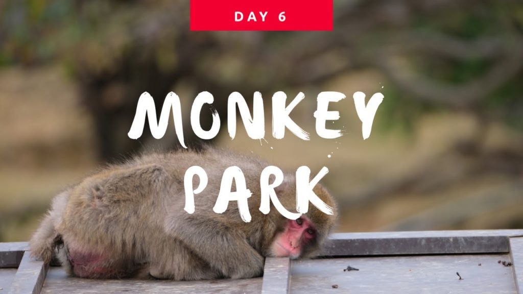 ADVENTURE: A day in Arashiyama