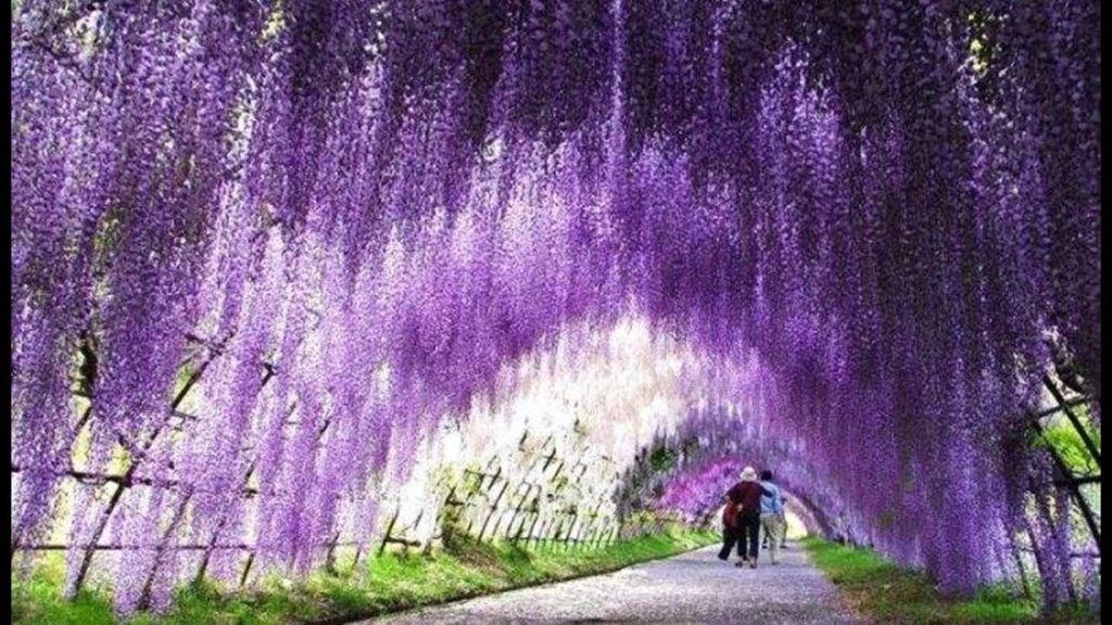日本最大级别的藤园：拥有150岁的大紫藤，美轮美奂四季如春！