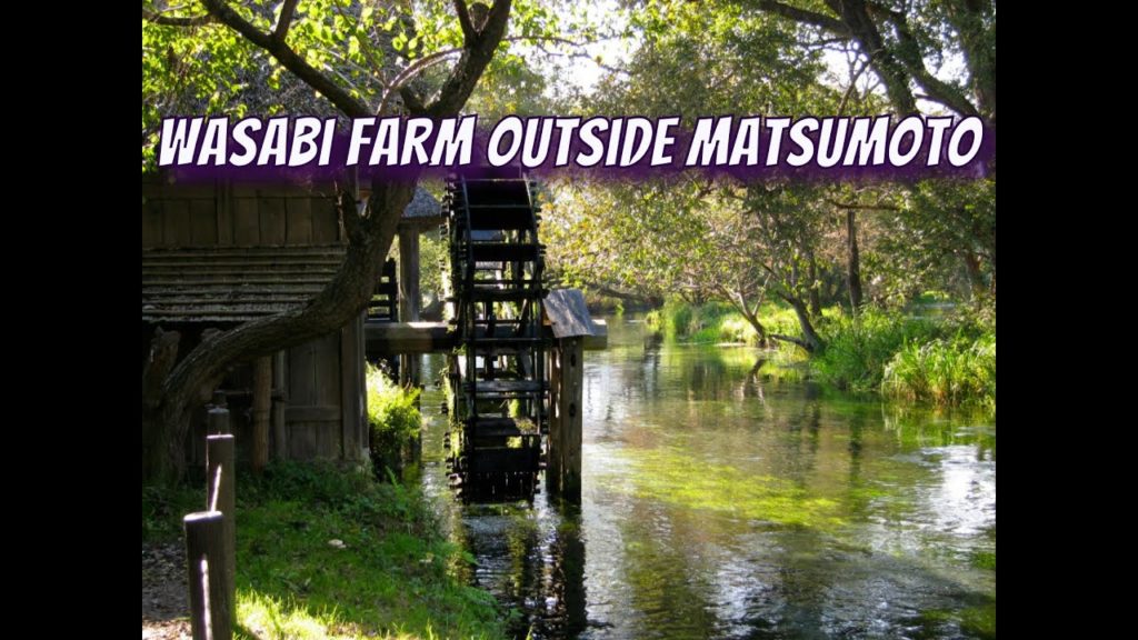 Nagano Pref : The Daio Wasabi Farm #大王わさび農場 Nagano Pref : The Daio Wasabi Farm #大王わさび農場