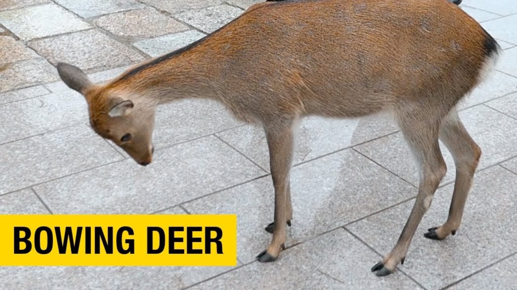 Polite Bowing Deer at Nara Park