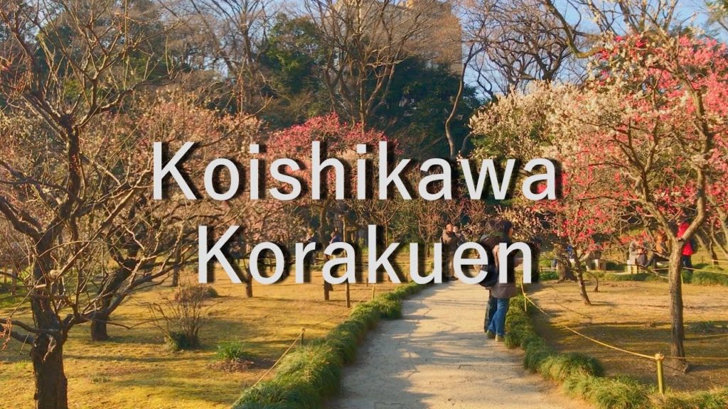 小石川後楽園の梅香る庭園へ開催｜2月10日の開花状況
