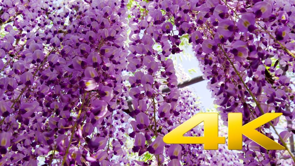 Wisteria Festival Ashikaga Park – Tochigi – あしかがフラワーパーク – 4K Ultra HD Wisteria Festival Ashikaga Park - Tochigi - あしかがフラワーパーク - 4K Ultra HD