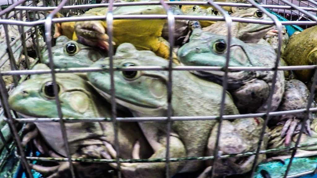 Alive Food in Chinatown Complex Wet Market – Frogs, Crabs, Fish. Singapore Street Food Alive Food in Chinatown Complex Wet Market - Frogs, Crabs, Fish. Singapore Street Food