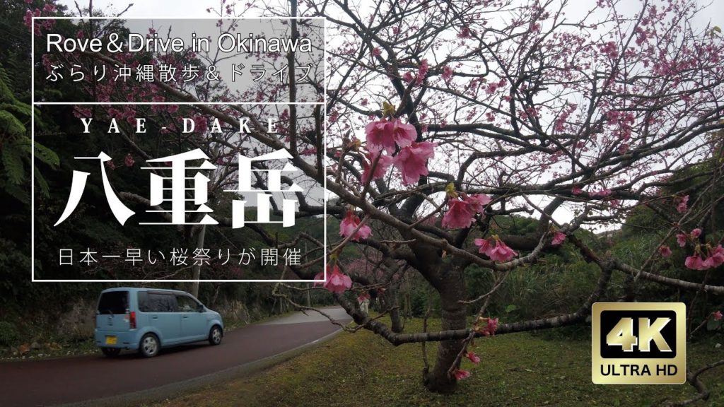 【Drive in Okinawa】日本一早い桜祭りが開催される八重岳 : YAE-DAKE 【Drive in Okinawa】日本一早い桜祭りが開催される八重岳 : YAE-DAKE