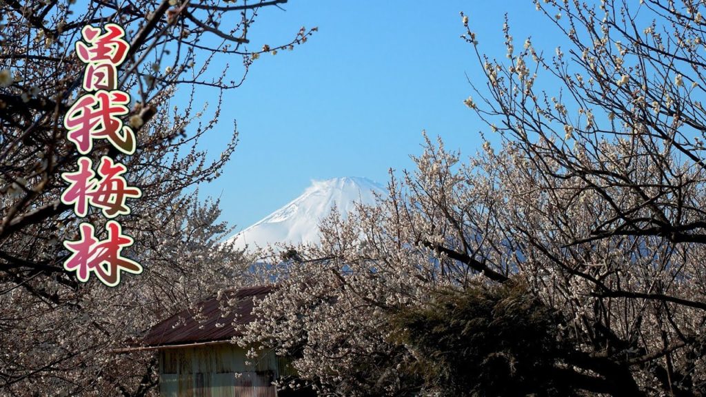 KANAGAWA【Plum blossoms】 Soga Japanese Plum Forest  in Odawara city #曽我梅林 #4K