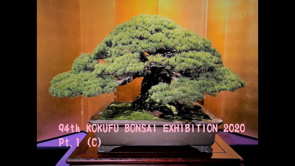 94th KOKUFU BONSAI EXHIBITION 2020 PART 1 Tokyo Feb. 8~11 (video C)  第94回国風盆栽展（前期）ビデオ C