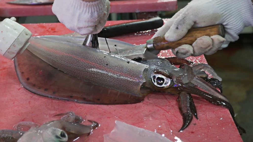 무늬오징어(김건모오징어) 미쓰이까 회뜨기 / Cutting Color-Changing Squid - Korean Street Food