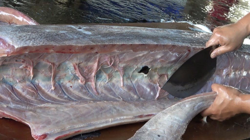 300 lbs Giant marlin fish cutting for Sashimi -  fish cutting skills
