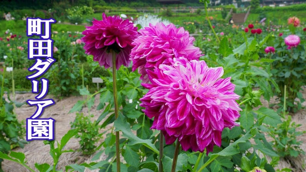 TOKYO.Machida Dahlia Gardens #4K #町田ダリア園