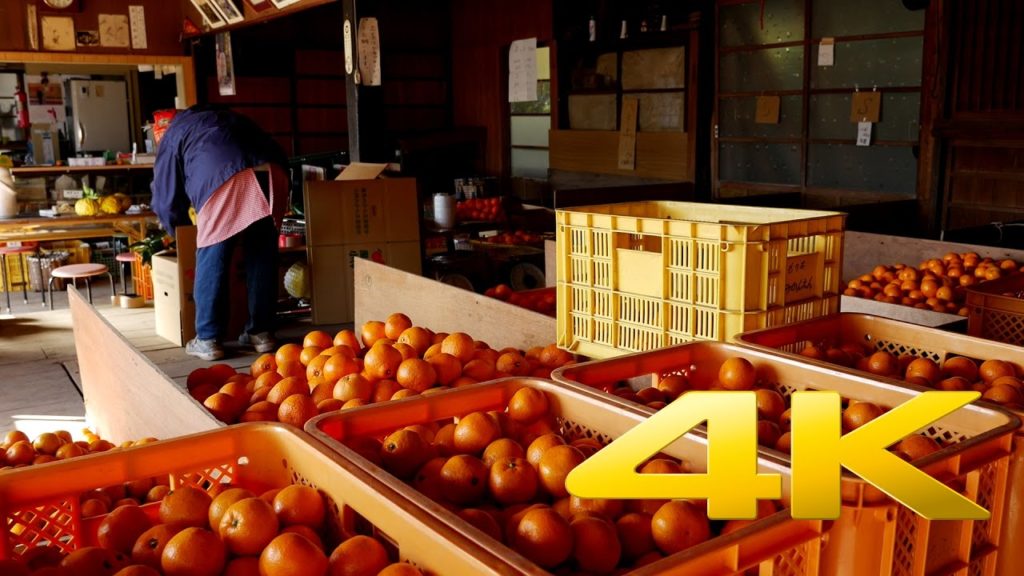 Morita-en Mikan Orchard - Saitama - 森田園 - 4K Ultra HD 🎑  🇯🇵