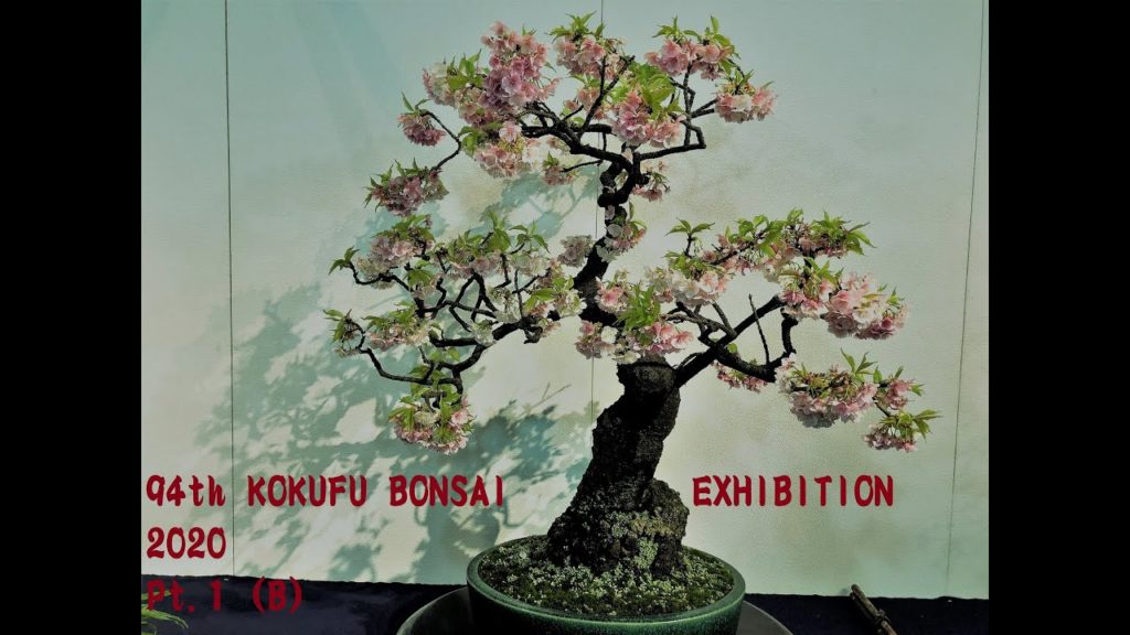 94th KOKUFU BONSAI EXHIBITION 2020 PART 1 Tokyo Feb. 8~11 (video B) 第94回国風盆栽展(前期)ビデオ B 94th KOKUFU BONSAI EXHIBITION 2020 PART 1 Tokyo Feb. 8~11 (video B) 第94回国風盆栽展(前期)ビデオ B