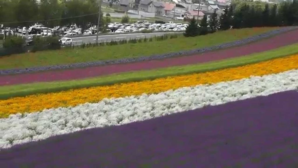 Farm Tomita at Furano Hokkaido Japan with Songs on Sunday 13 July 2014.