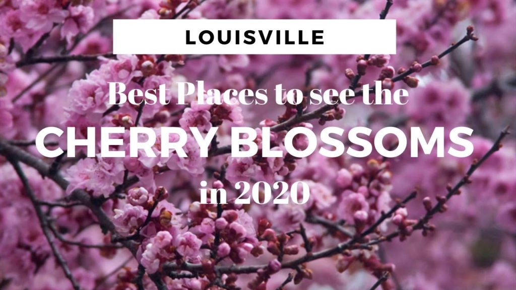 Best places to watch CHERRY BLOSSOM FESTIVAL (SAKURA) in Japan 2020 with DATES Best places to watch CHERRY BLOSSOM FESTIVAL (SAKURA) in Japan 2020 with DATES