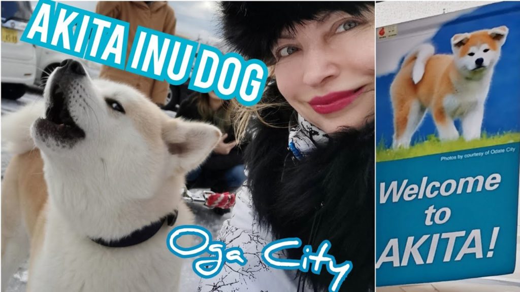 Adeyto 🐕meeting the AKITA INU 🐶 HACHI DOG loyal Japanese Canine Breed Namahage area Oga City