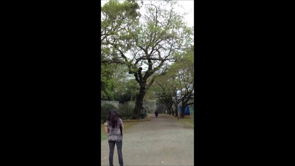 Looking around Kumamoto Castle | Yuki Travels