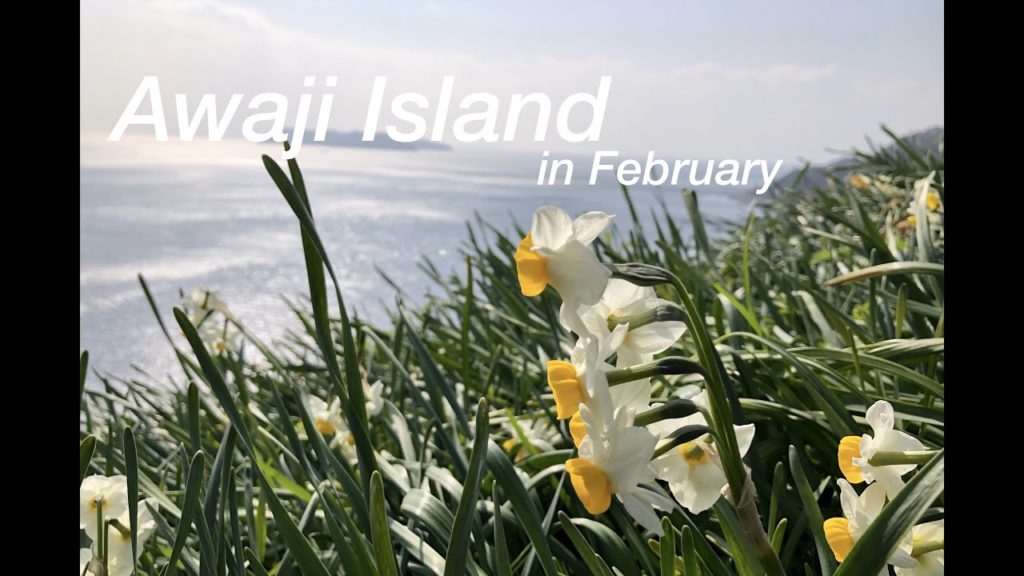 [ Travel in Hyogo Prefecture in Japan  ]絶景！　 淡路島の水仙がめっちゃきれいな場所　灘黒岩水仙郷　[ Awaji Island in February ]