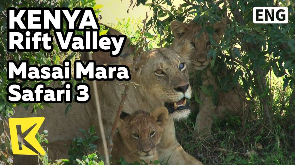 【K】Kenya Travel-Rift Valley[케냐 여행-리프트밸리]마사이 마라 국립공원 사파리 3-초원의 사자/Masai Mara/Lion/Walking Safari