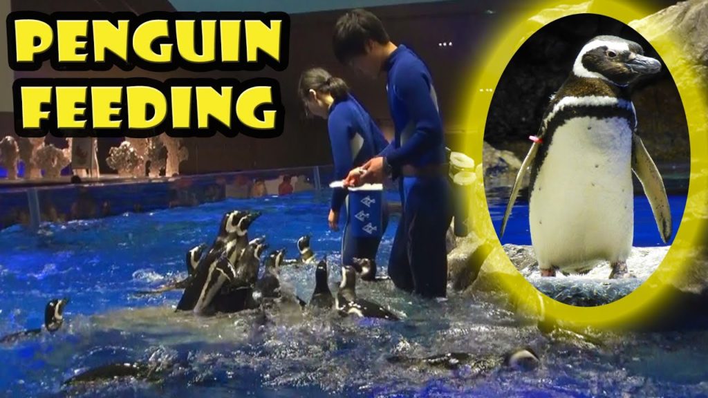 Penguin Feeding at Sumida Aquarium Tokyo Skytee