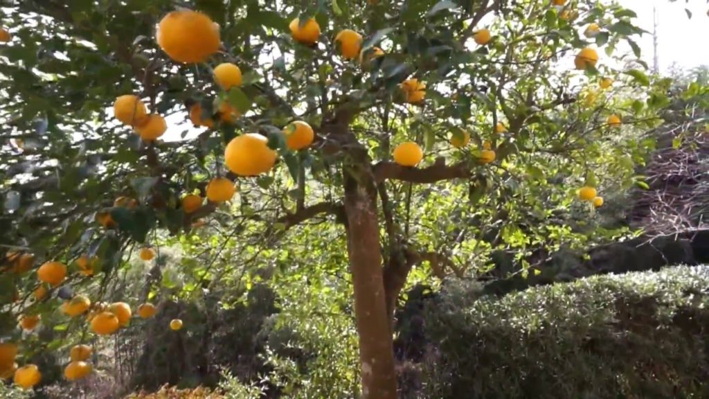 10 Days in Japan : Yokohama, Chiba, Sendai