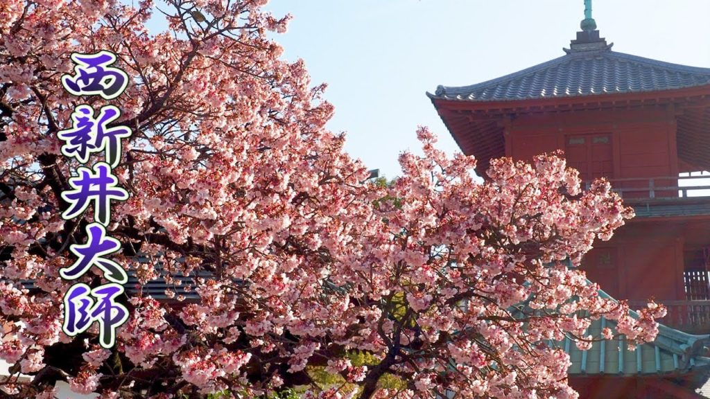 TOKYO【Cherry blossoms】“Kan-zakura” Blooming Cherry and Plum Blossoms in Nishiarai Daishi Temple #寒桜