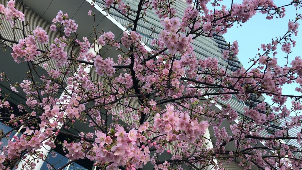 【2020横浜🌸春散歩】Yokohama Spring – Nissan HQ 横浜駅~日産グローバル本社・ギャラリー周辺までを散歩 Nissan Global Gallery at HQ Blg 【2020横浜🌸春散歩】Yokohama Spring - Nissan HQ 横浜駅~日産グローバル本社・ギャラリー周辺までを散歩 Nissan Global Gallery at HQ Blg