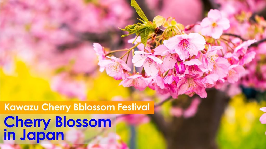 (Cherry Blossom Japan 2020🌸) Kawazu Cherry Bblossom Sakura Festival Daytime 4K HDR #河津桜まつり #河津桜 (Cherry Blossom Japan 2020🌸) Kawazu Cherry Bblossom Sakura Festival Daytime 4K HDR #河津桜まつり #河津桜