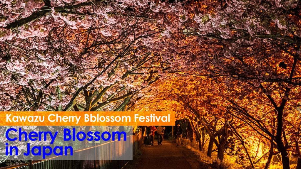 (Cherry Blossom Japan 2020🌸) Kawazu Cherry Bblossom Sakura Festival Illumination 4K HDR #河津桜まつり #河津桜