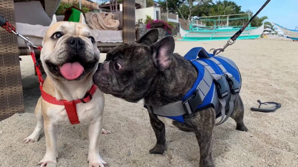 ACUAVERDE - First beach getaway with Lebron (Pet-friendly Resort) [Watch in HD]