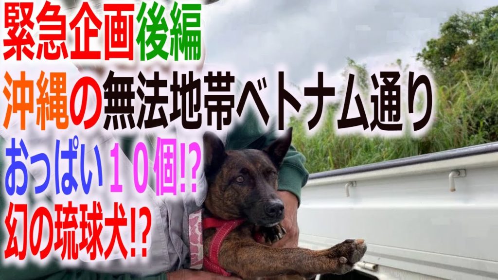 緊急企画（後編）ベトナム通り（沖縄）を社会科見学してきました！おっぱいが10個！？の幻の琉球犬にも遭遇！！