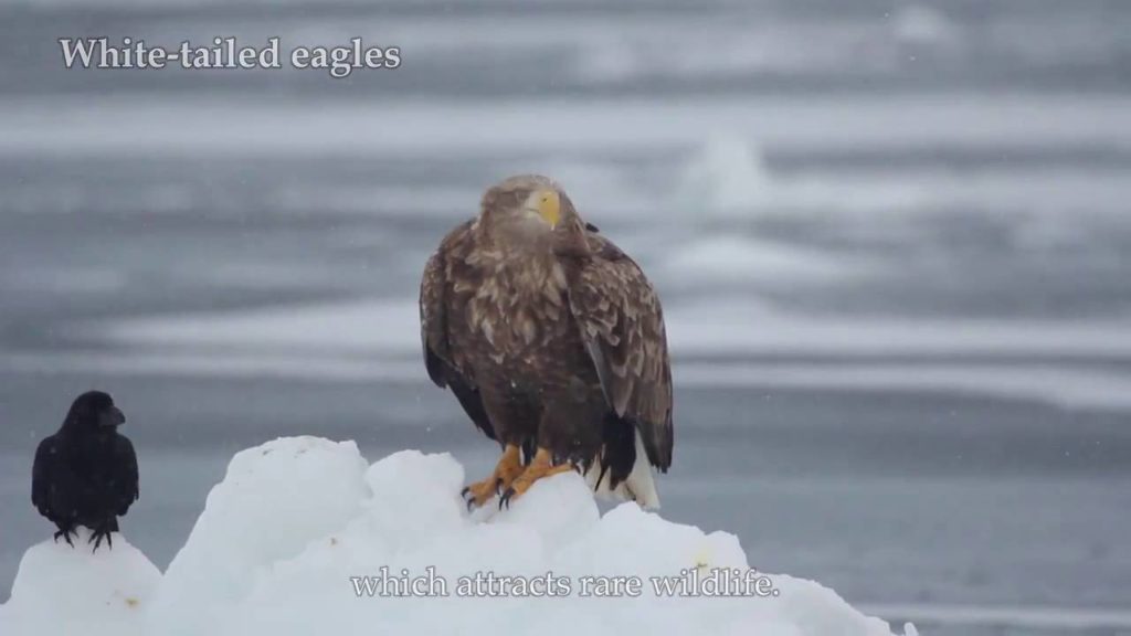 Ryuhyo Norokko Train -Hokkaido Winter -りゅひょ のろっこ Ｔらいんーほっかいど うぃんてｒ