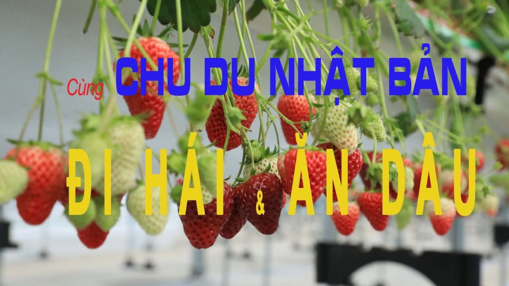 Hái và ăn dâu sạch tại Nhật Bản