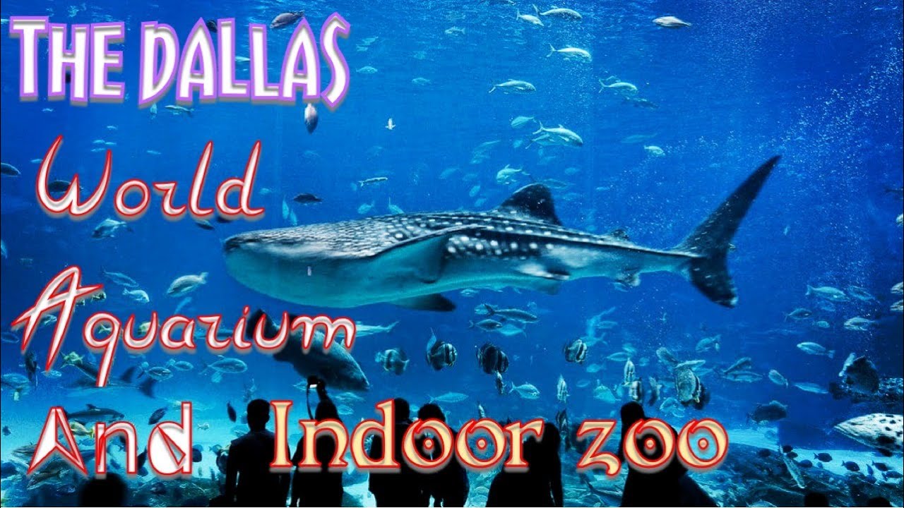 The Dallas World Aquarium 2020 Best things to visit in Dallas 4K