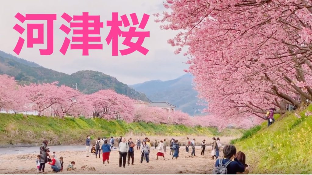 【河津桜まつり】Kawazu Cherry Blossom Festival 2020 - Shizuoka,Japan