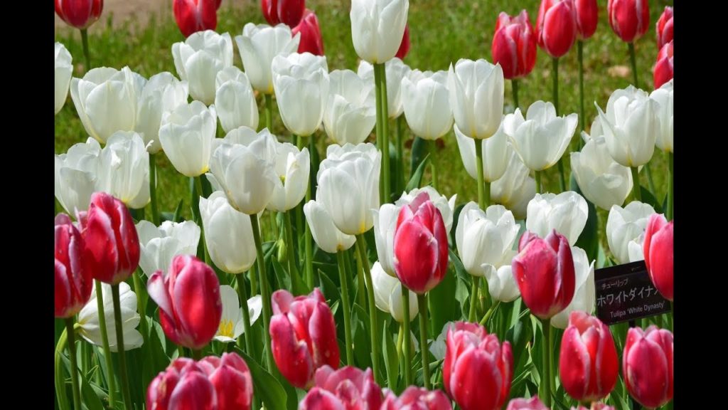 国営昭和記念公園 : 春の花園 "チューリップ2/2"   Spring flower garden "Tulip"