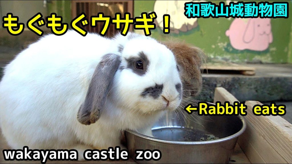【Rabbit eats】ウサギさんのもぐもぐ食事姿 in wakayama castle zoo