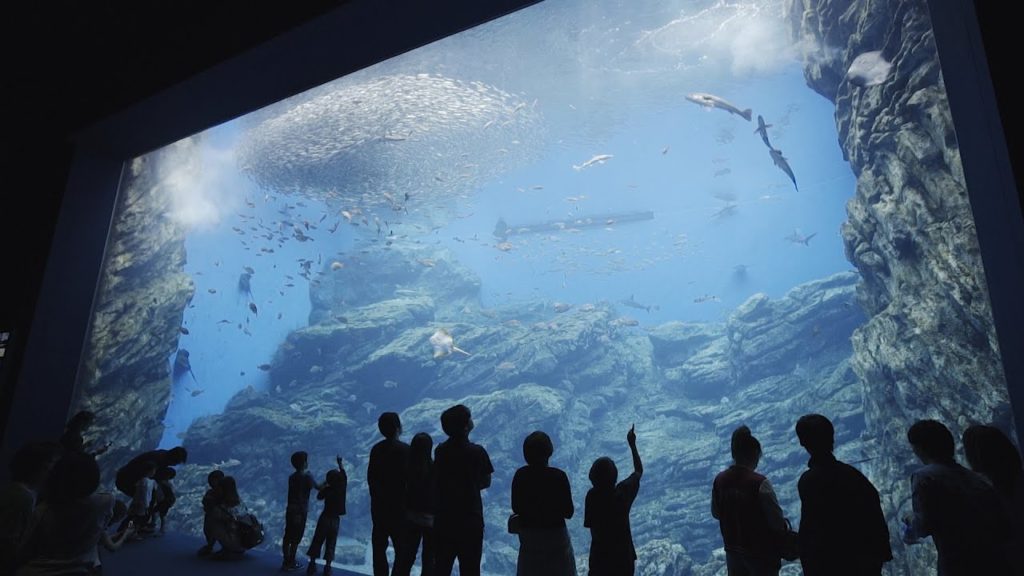 東北観光・宮城県 仙台うみの杜水族館 迫力の大水槽 Sendai Umi no mori Aquarium
