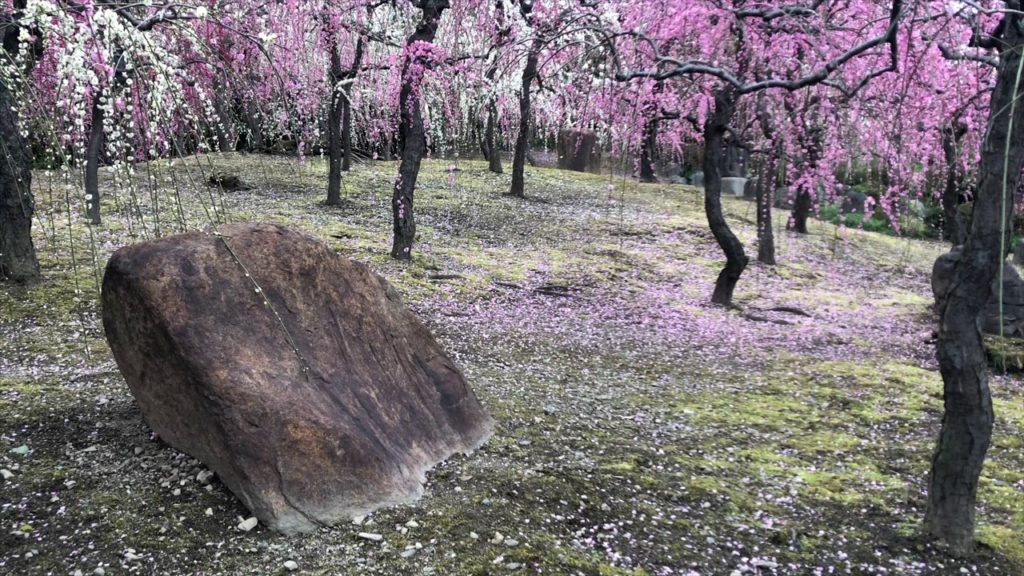 20200217 京都城南宮 Kyoto Jonangu