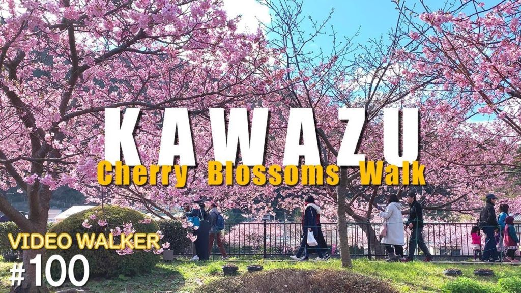 [4K]KAWAZU Cherry Blossoms Walk　河津桜まつりでぶらぶら