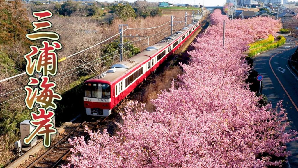 KANAGAWA【Cherry blossoms】Sakura and Train,Miurakaigan 2020 三浦海岸 ＃河津桜 #4K