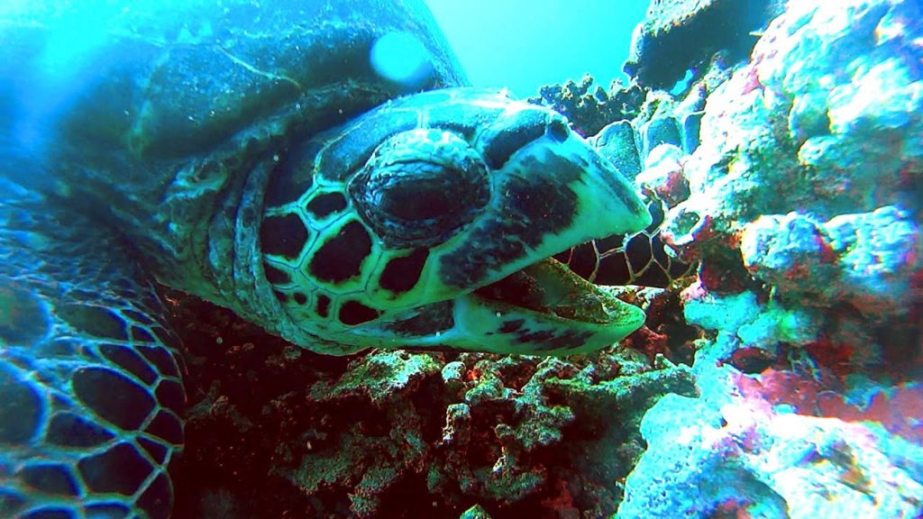 Diving in Kerama 世界有数の美しい海を持つ慶良間で冬のダイビングを久々にしてきたらケラマブルーの水に囲まれて昔の感覚がよみがえってきて存分に海中散歩を満喫できたのだったからまた行くかも Diving in Kerama 世界有数の美しい海を持つ慶良間で冬のダイビングを久々にしてきたらケラマブルーの水に囲まれて昔の感覚がよみがえってきて存分に海中散歩を満喫できたのだったからまた行くかも