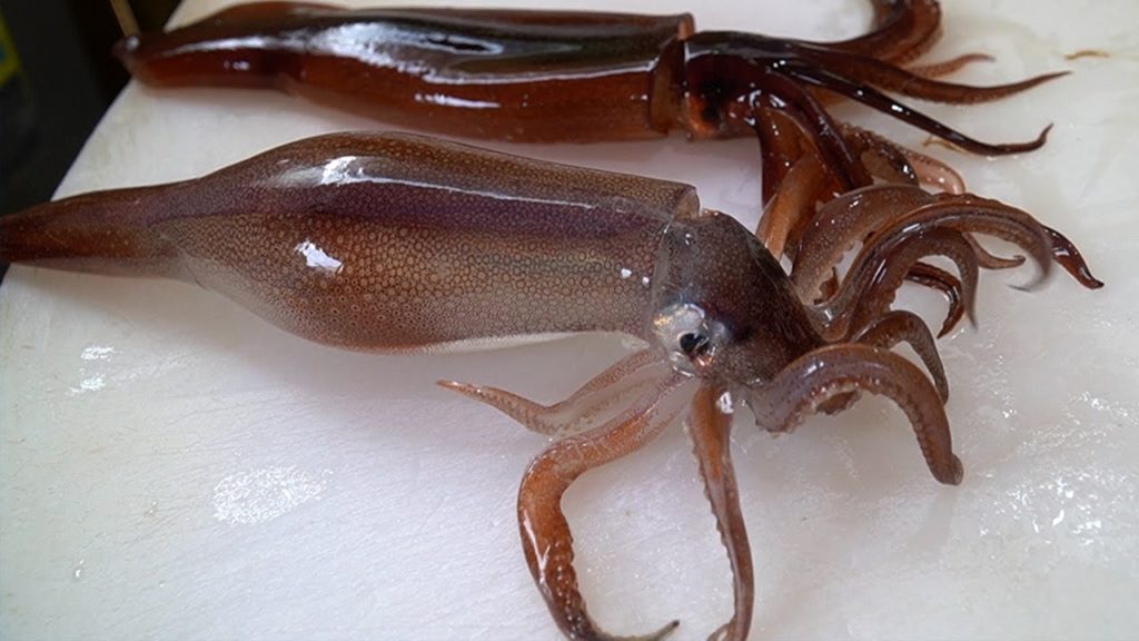 꼬물꼬물 산오징어 회뜨기 Korean Squid Sashimi