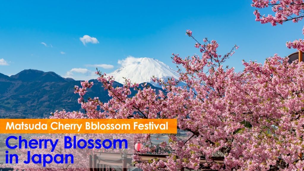 (Cherry Blossom Japan 2020🌸) Matsuda Cherry Blossom Sakura Festival 4K HDR #まつだ桜まつり #河津桜