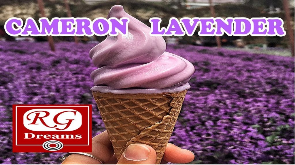 Lavender Garden | Cameron Highlands , Malaysia - Cameron Lavender