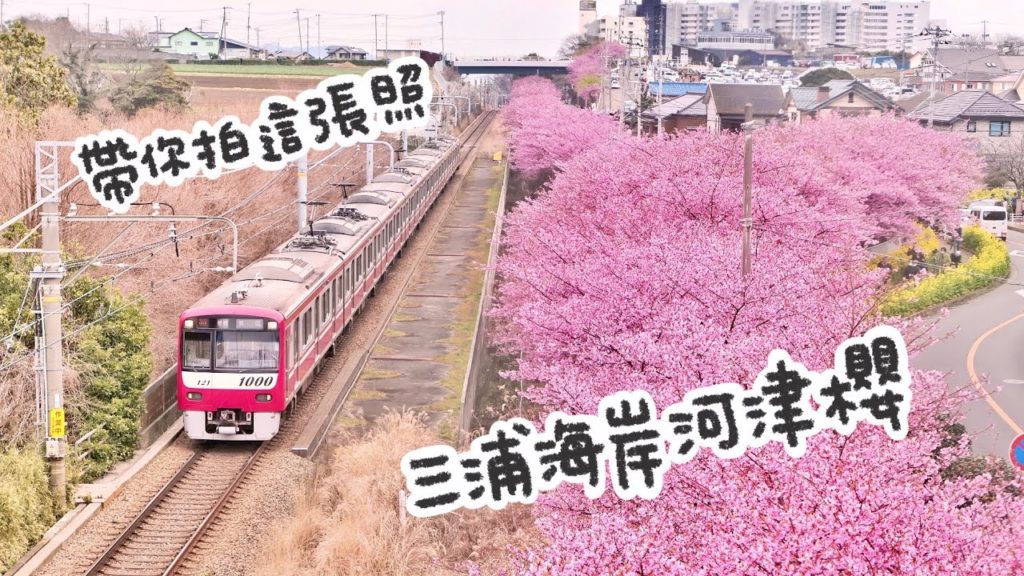 三浦海岸河津櫻滿開中!帶你拍京急電車呼嘯而過的夢幻美景|東京自由行2月3月推薦景點 三浦海岸河津櫻滿開中!帶你拍京急電車呼嘯而過的夢幻美景|東京自由行2月3月推薦景點