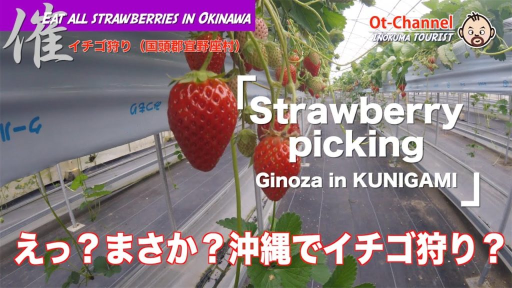 【Inokuma TOURIST】沖縄でイチゴを食べたおす – イチゴ狩り(国頭郡宜野座村) 【Inokuma TOURIST】沖縄でイチゴを食べたおす - イチゴ狩り(国頭郡宜野座村)