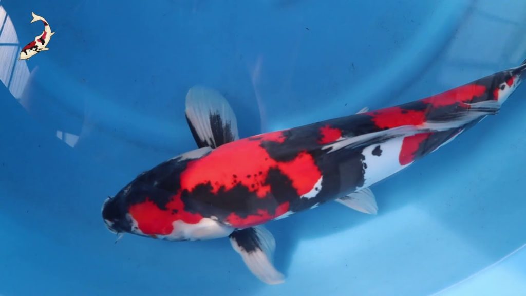 Koi Farms Koi Fish! The best place to buy koi! Niigata Japan SelectKoi.com